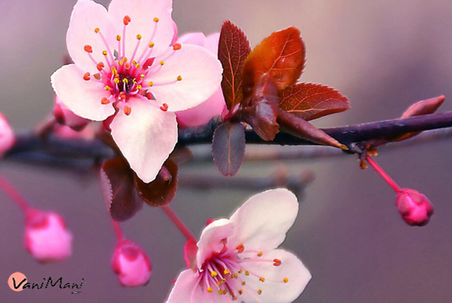 عطر خوش شکوفه های گیلاس در نت آغازین ادکلن Telegram سفید زنانه